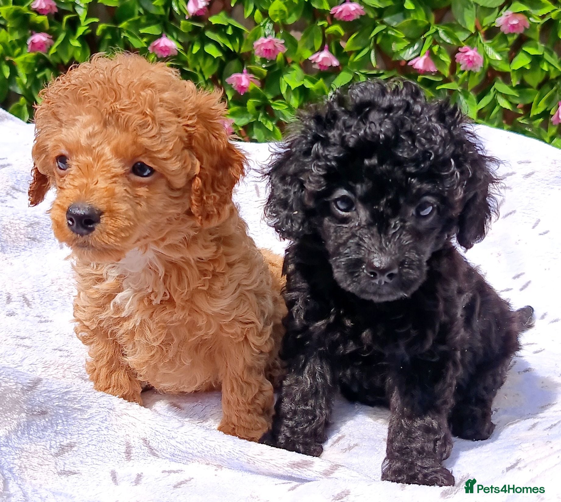 Toy Poodle dogs HEALTH TESTED TOY POODLES KC REG  - Advert 2