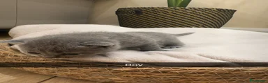 British Shorthair 2