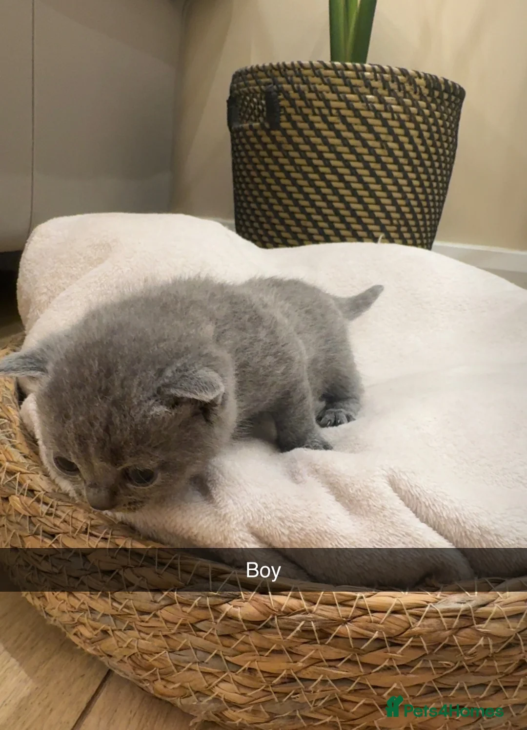 British Shorthair cats for sale: British shorthair kittens for sale  in Bristol - Advert 7