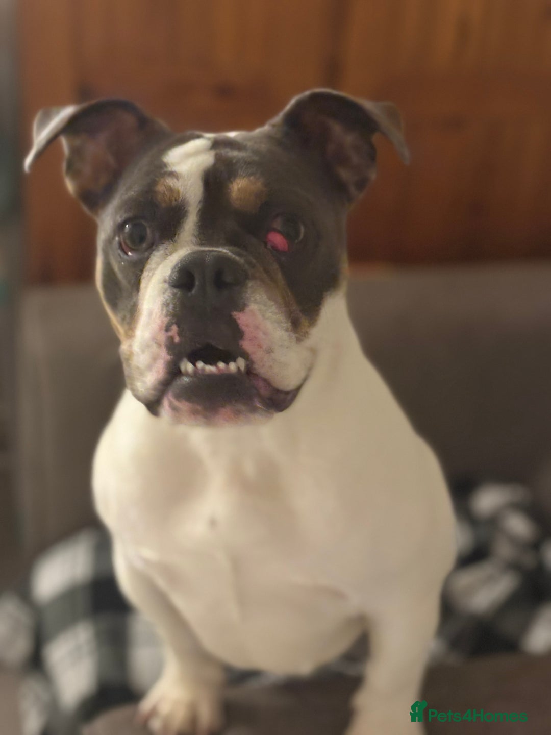 Old Tyme Bulldog dogs for sale: Bella bulldog  - Image 2