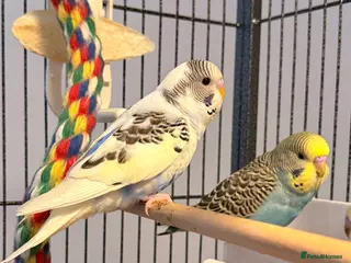 Budgerigars birds pair of beautiful budgies young - Advert 18