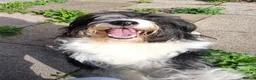 Bearded Collie dogs for sale: Bouncy, lovable 2 year old Bearded Collie in Chesterfield - Advert 2