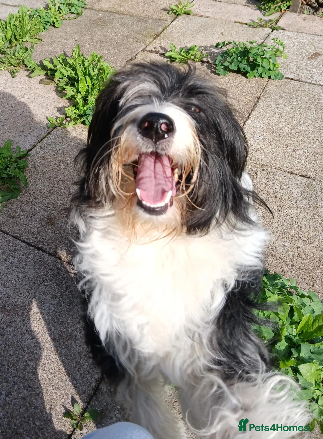 Bearded Collie dogs for sale: Bouncy, lovable 2 year old Bearded Collie in Chesterfield - Advert 2
