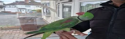 Parrots birds for sale: Super Tamed Alexanderian Parrot for sale - Advert 13