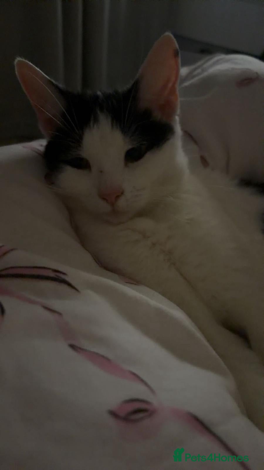 Mixed Breed cats 3 loveable, playful kittens  - Advert 13