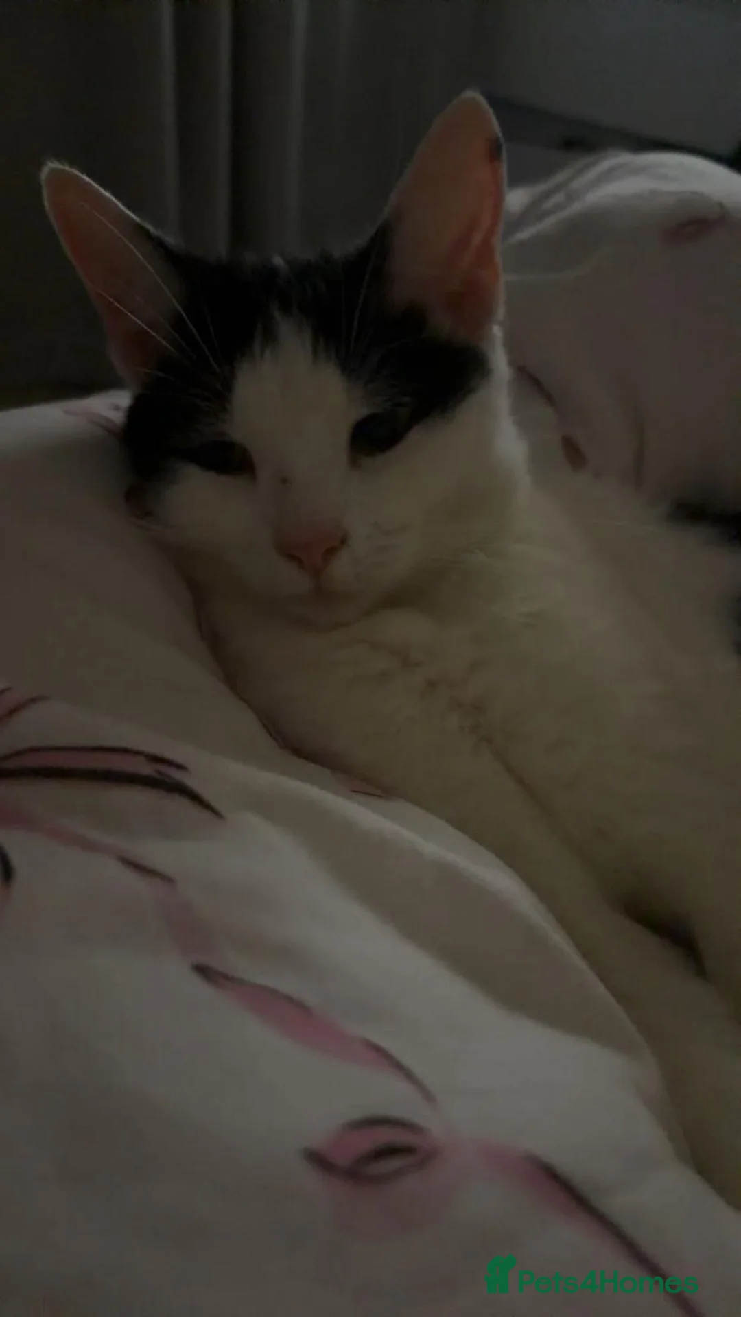 Mixed Breed cats for sale: 3 loveable, playful kittens  - Advert 1