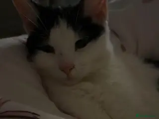 Mixed Breed cats 3 loveable, playful kittens - Advert 5