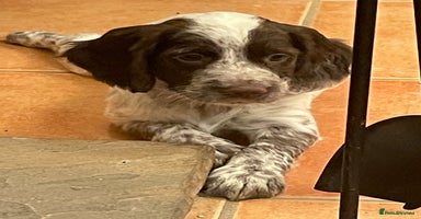 Cocker Spaniel dogs Cocker spaniel puppies - Advert 9