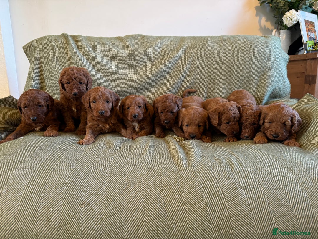 Australian Labradoodle dogs for sale: Deepest Red Australian Labradoodles - Advert 1