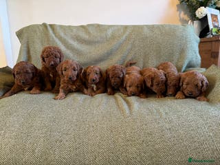 Australian Labradoodle dogs Deepest Red Australian Labradoodles - Advert 6