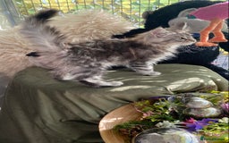 Maine Coon cats for sale: Pedigree registered Maine Coons - Image 17
