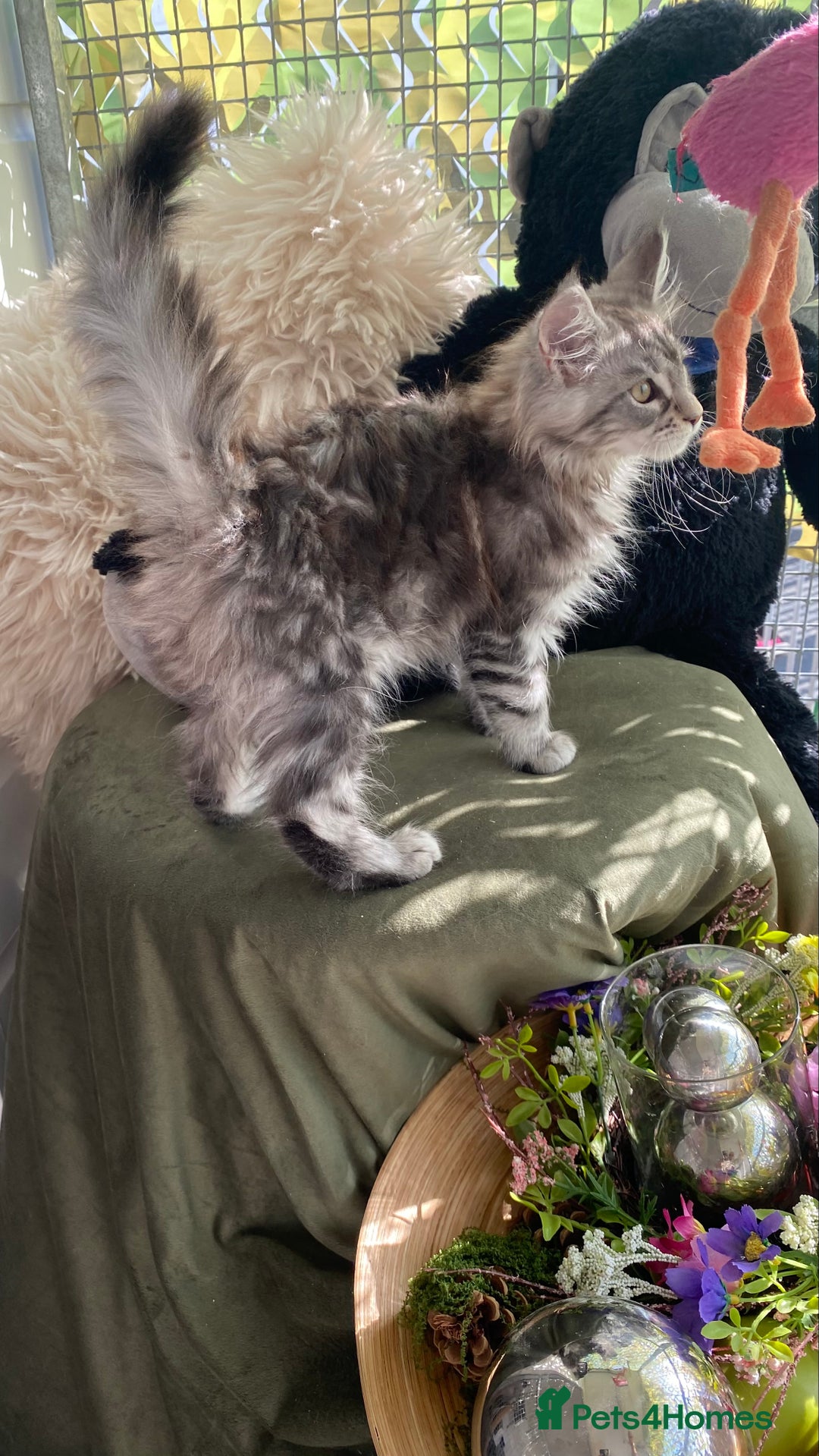 Maine Coon cats for sale: Pedigree registered Maine Coons - Image 17