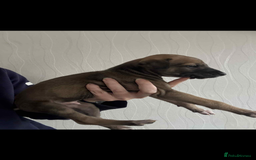 Lurcher dogs for sale: Saluki bull greyhound lurcher puppy’s pups puppies - Image 6