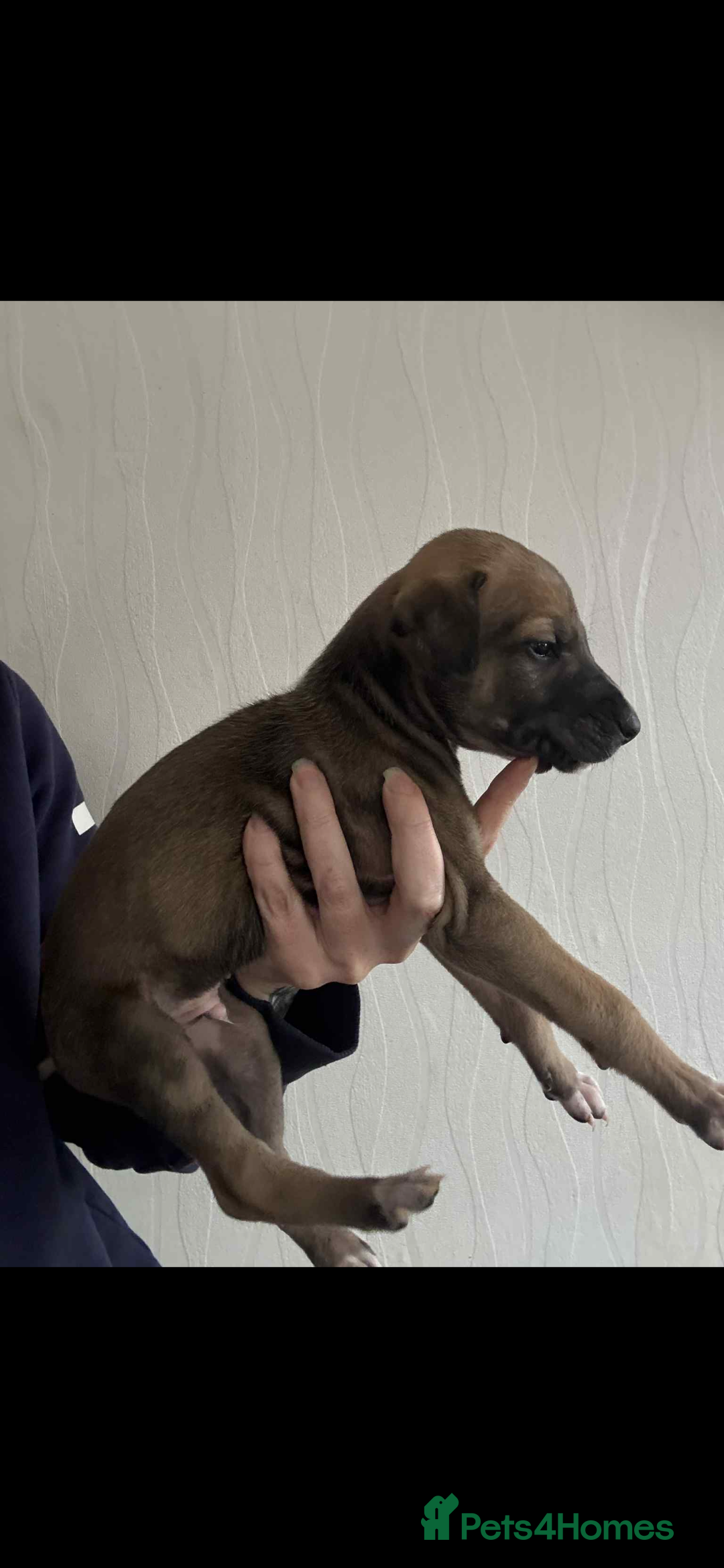 Lurcher dogs for sale: Saluki bull greyhound lurcher puppy’s pups puppies - Image 6