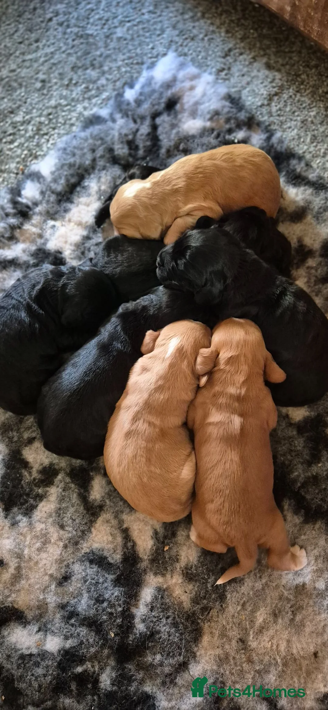 Cocker Spaniel dogs for sale: 8 Beautiful Cocker Spaniels Puppies  - Advert 1