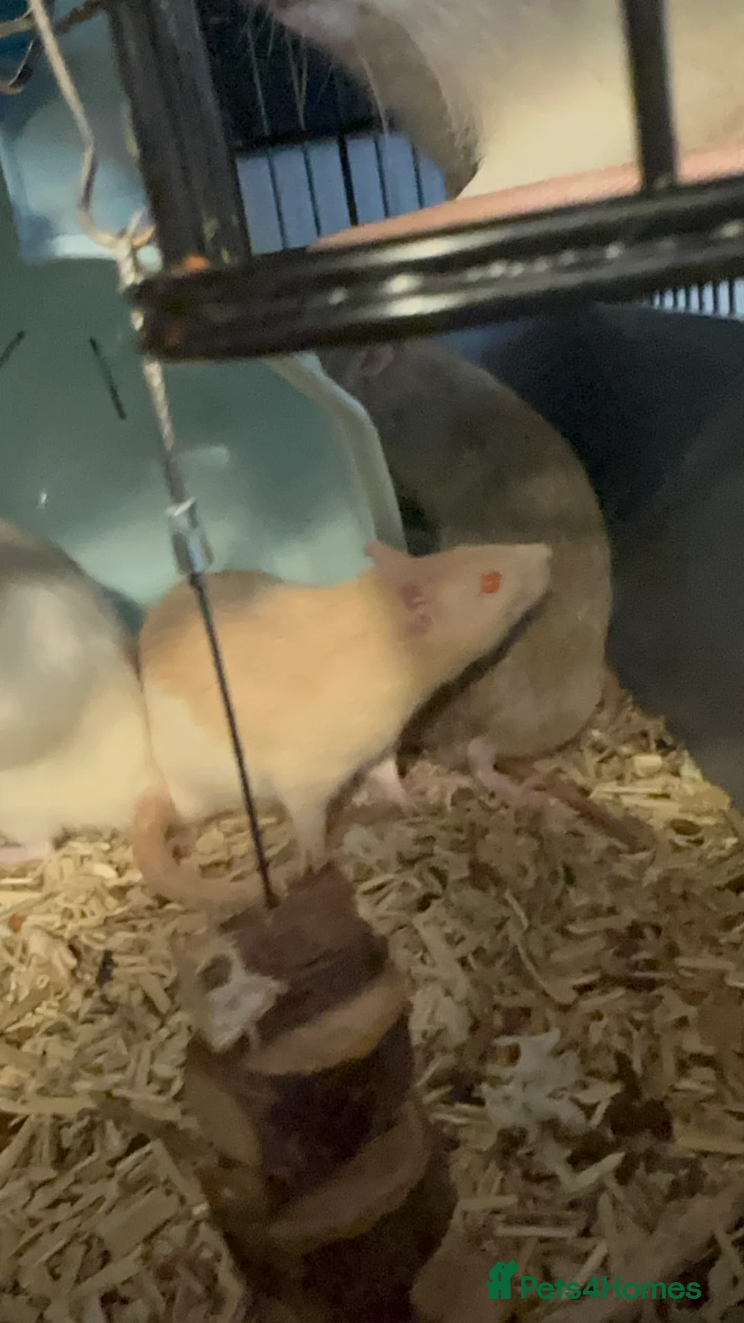 Rat rodents for sale: 5 male Fancy Rats 6 months old - Advert 5