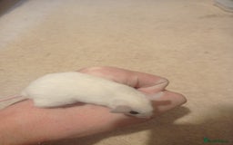Mouse rodents for sale: Baby African Soft Fur mice - Image 6