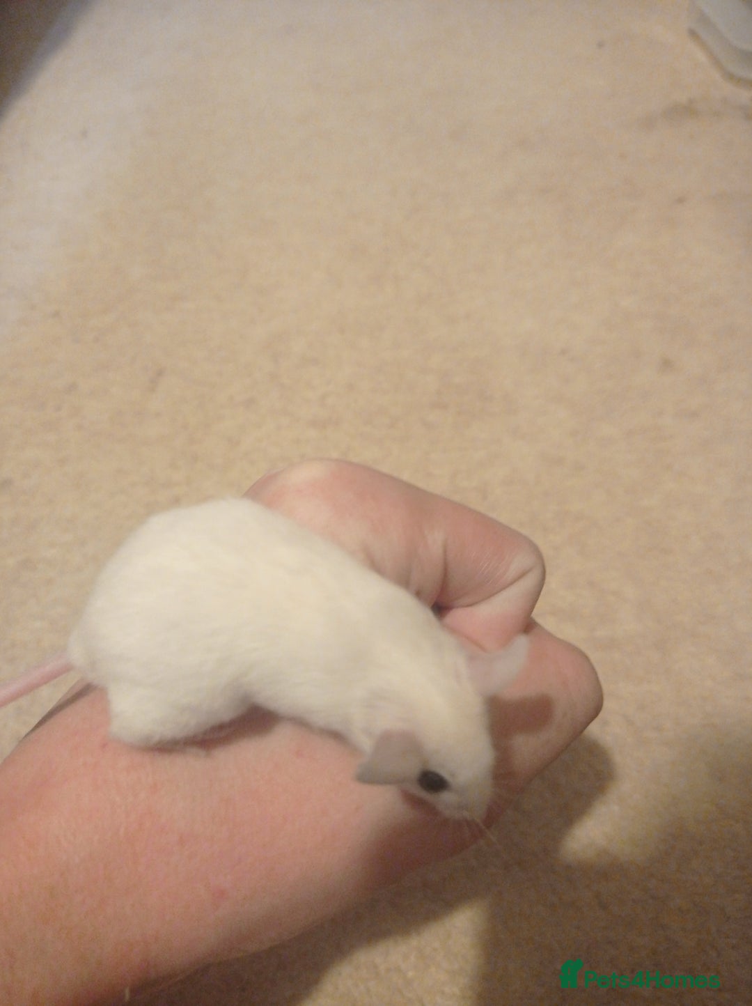 Mouse rodents for sale: Baby African Soft Fur mice - Image 6