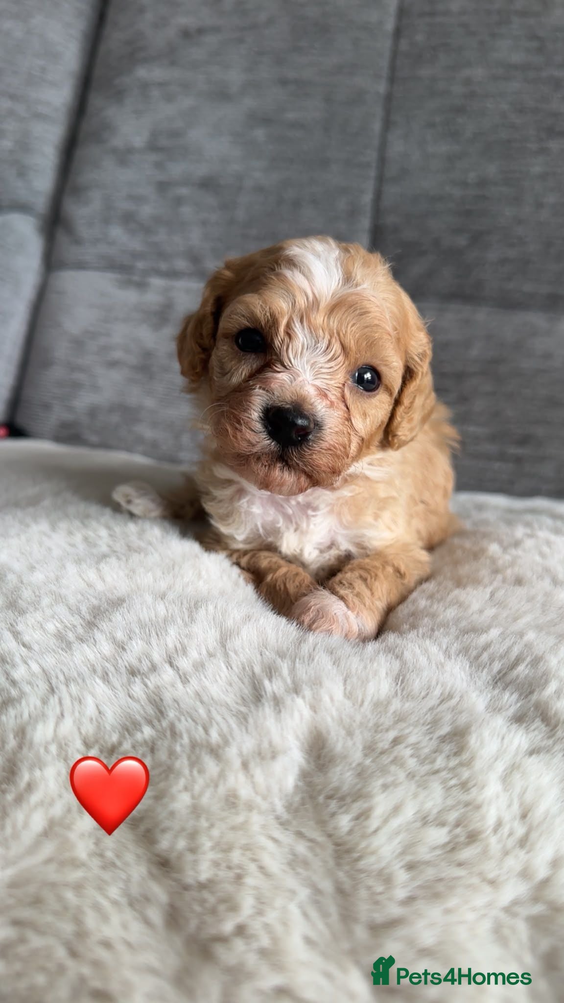 Cavapoo dogs Beautiful litter of cavapoo - Advert 3
