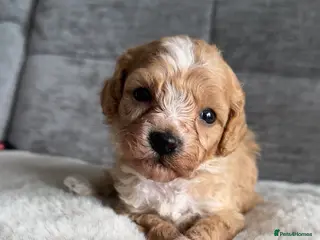 Cavapoo dogs Beautiful litter of cavapoo - Advert 3