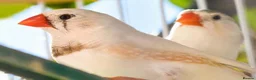 Finches birds for sale: Zebra Finches  in Walsall - Advert 3