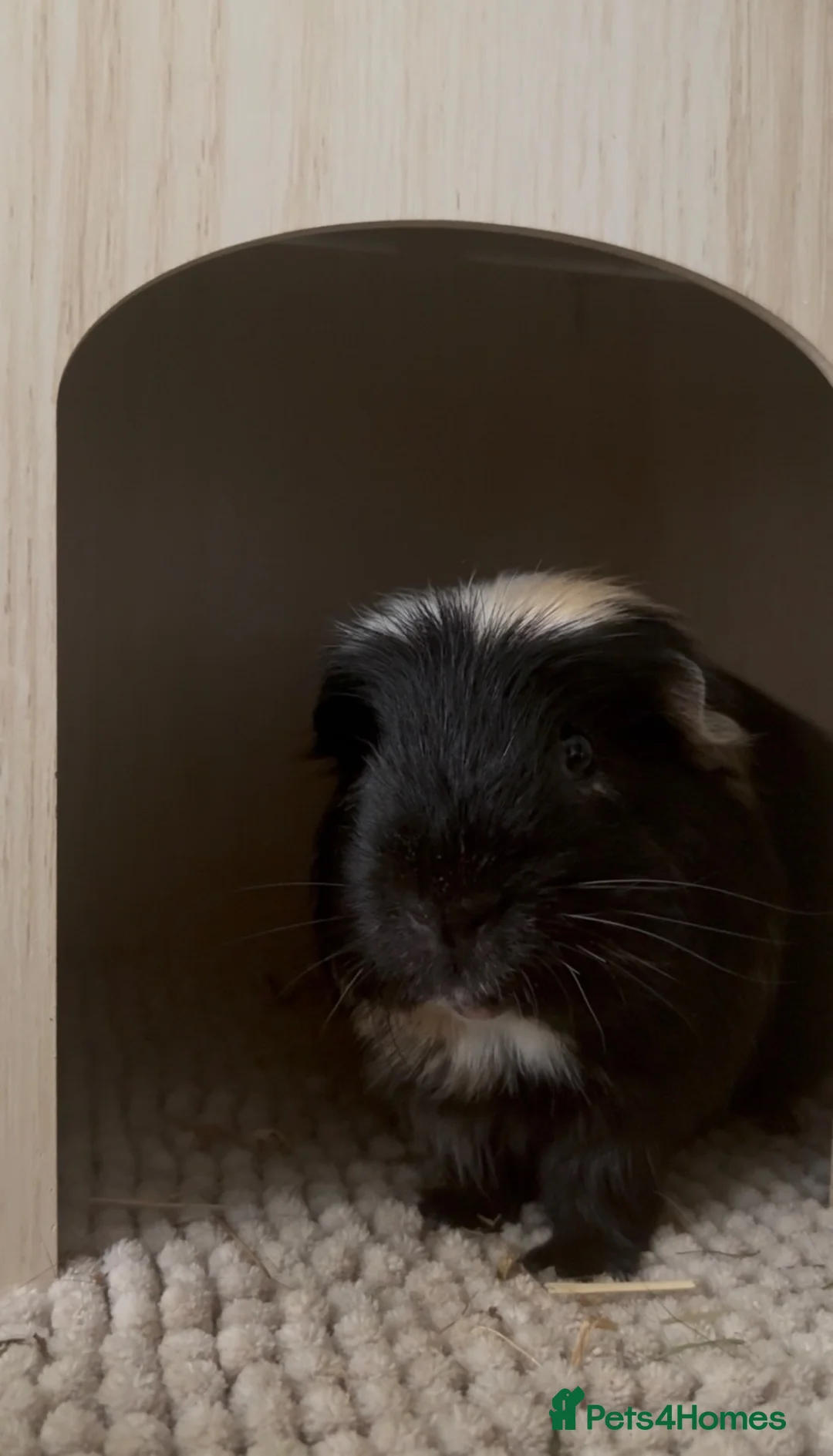 Guinea Pig rodents for sale: 2 Male Guinea Pigs For Sale - Advert 2