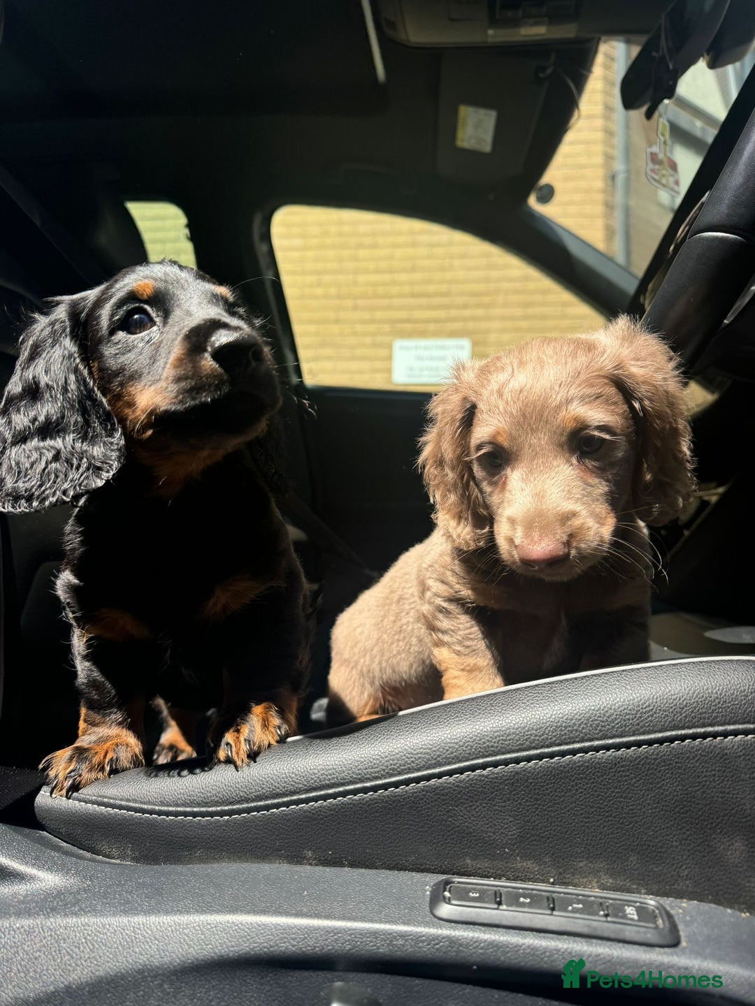 Miniature Dachshund dogs for sale: 1 last Black and Tan Male left!!!   in Watford - Image 17