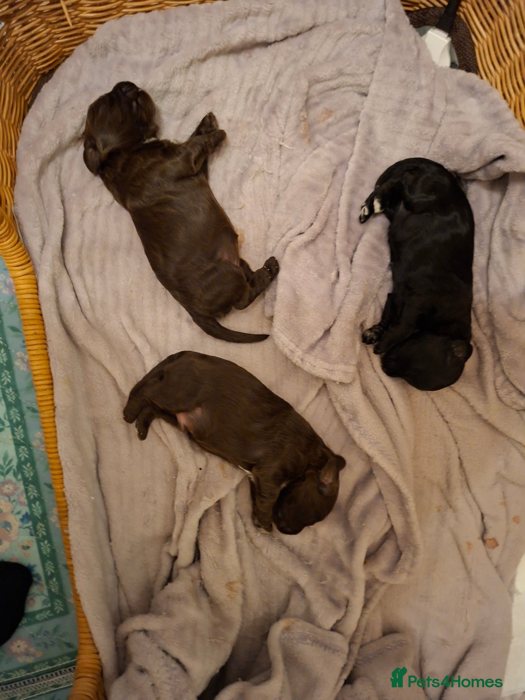 Cockapoo dogs for sale: Cockerpoos looking for forever homes - Advert 2