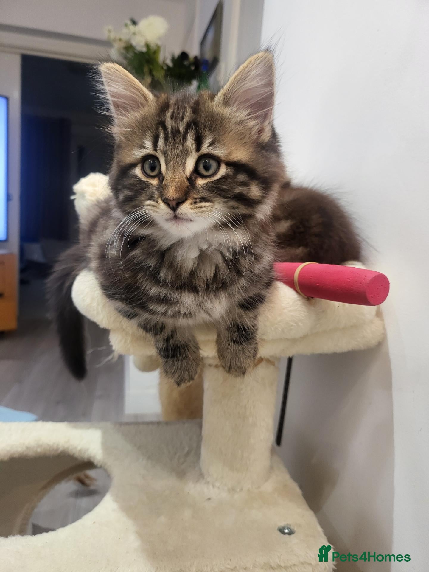 Siberian cats Only one boy kitten left to reserve 🐾 - Advert 12