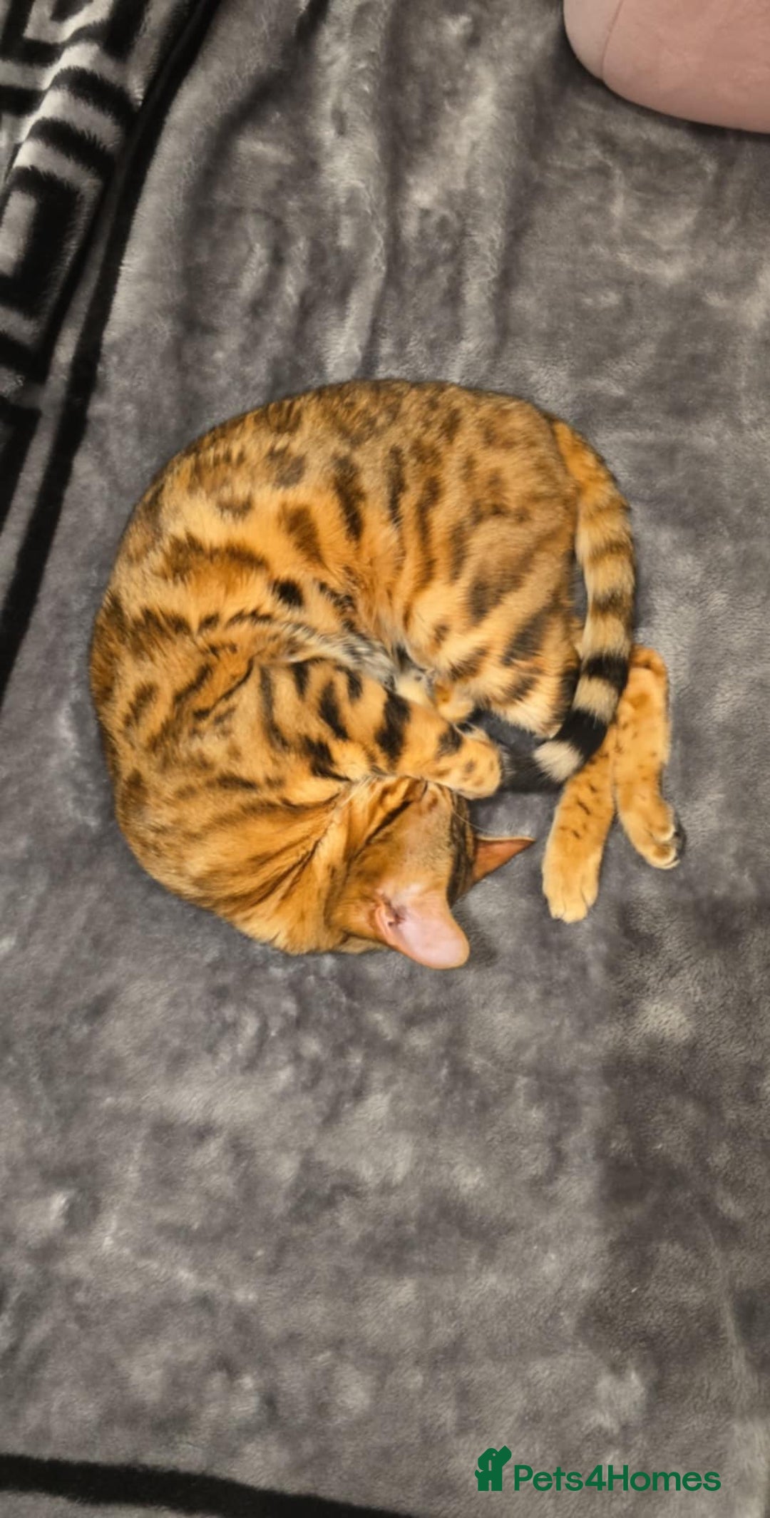 Bengal cats for sale: Beautiful Pure Bengal Boy - Advert 5