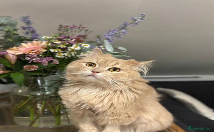 Mixed Breed cats - Advert 9