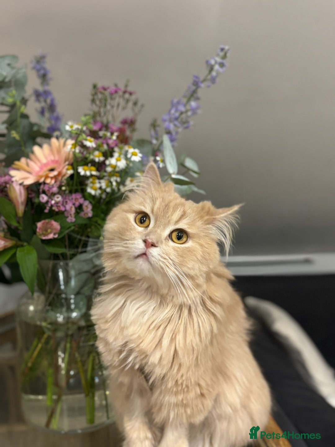 Mixed Breed cats for adoption: SIMBA BEAUTIFUL PERSIAN BOY MEDIUM ENERGY - Image 1