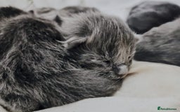 Maine Coon cats for sale: Blue Maine coon kittens  - Advert 7