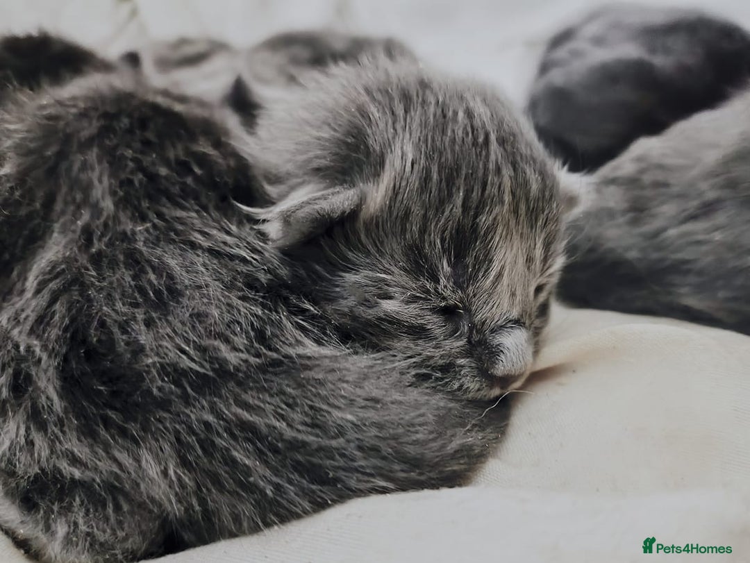 Maine Coon cats for sale: Blue Maine coon kittens  - Advert 7