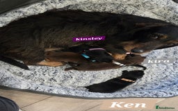 Dachshund dogs for sale: Beautiful Daxis - Advert 10