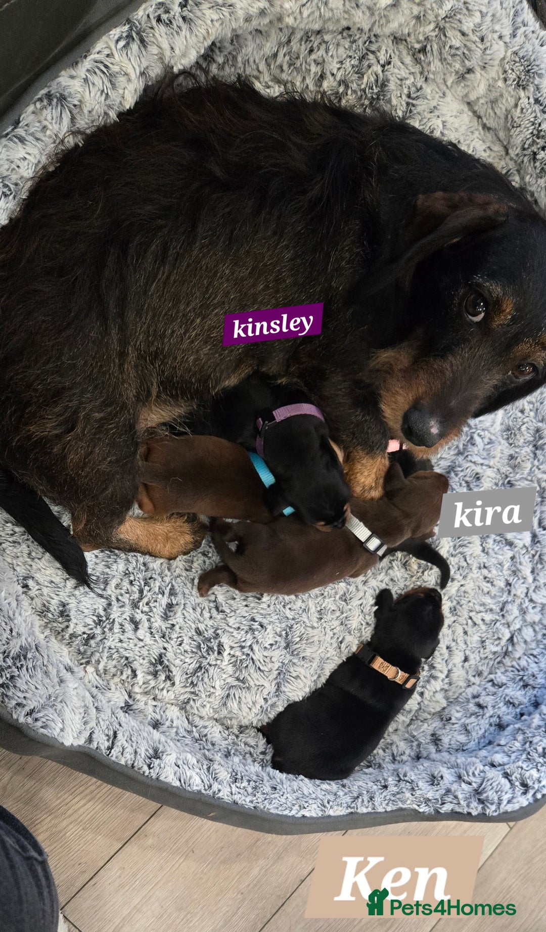 Dachshund dogs for sale: Beautiful Daxis - Advert 10