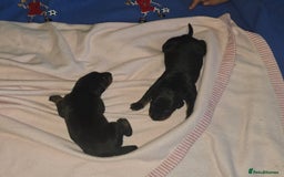 Dobermann dogs for sale: Doberman Pups - Image 3