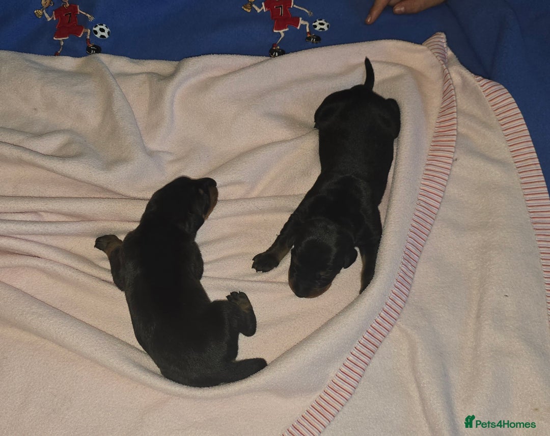 Dobermann dogs for sale: Doberman Pups - Image 3