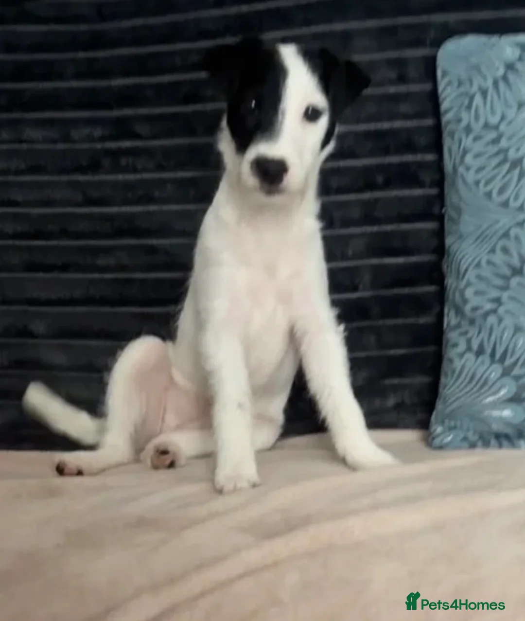 Parson Russell dogs for sale: Parson Pup - Advert 2