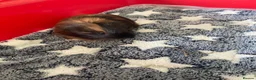 Guinea Pig rodents for sale: Black and Tan Guinea pigs for sale - Advert 8