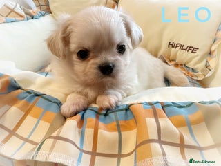 Chihuahua dogs KC long coat cream boy pet - Advert 9