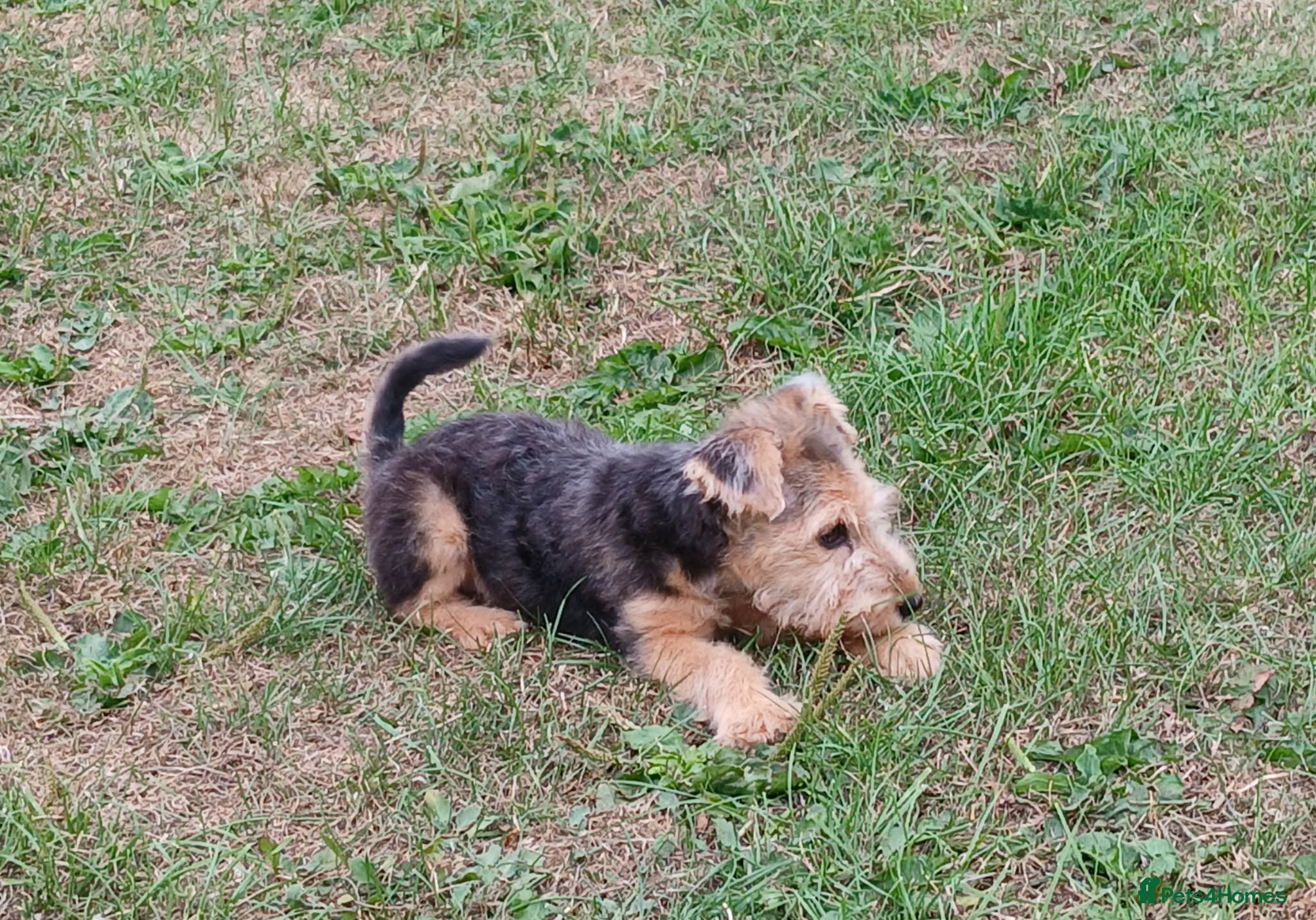 Lakeland Terrier dogs Lakeland terrier pup - Advert 18