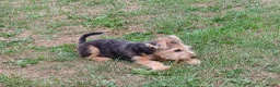 Lakeland Terrier dogs for sale: Lakeland terrier pup - Advert 1