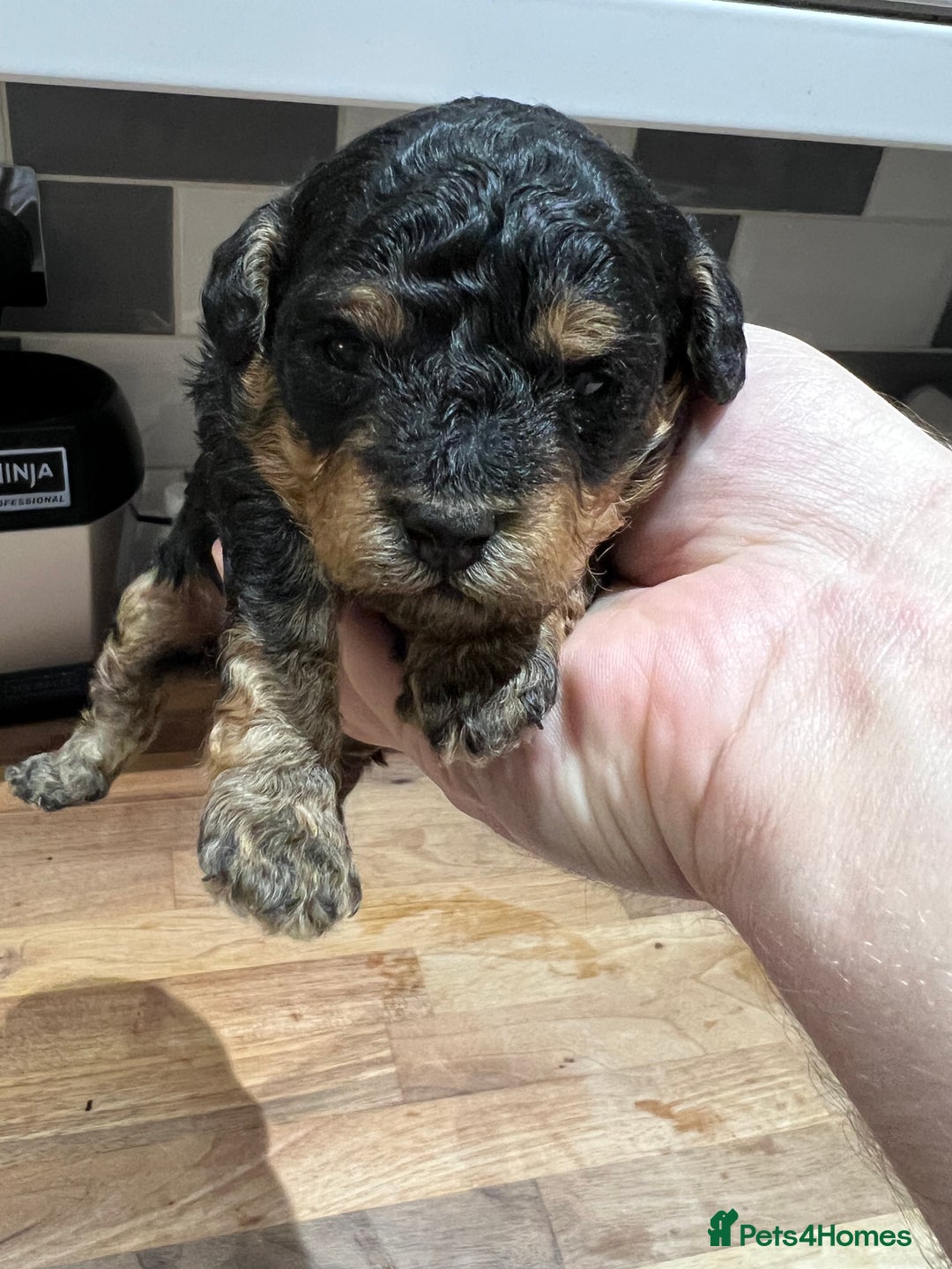 Toy Poodle dogs for sale: KC Tiny Perfect phantom poodles+colours - Image 24