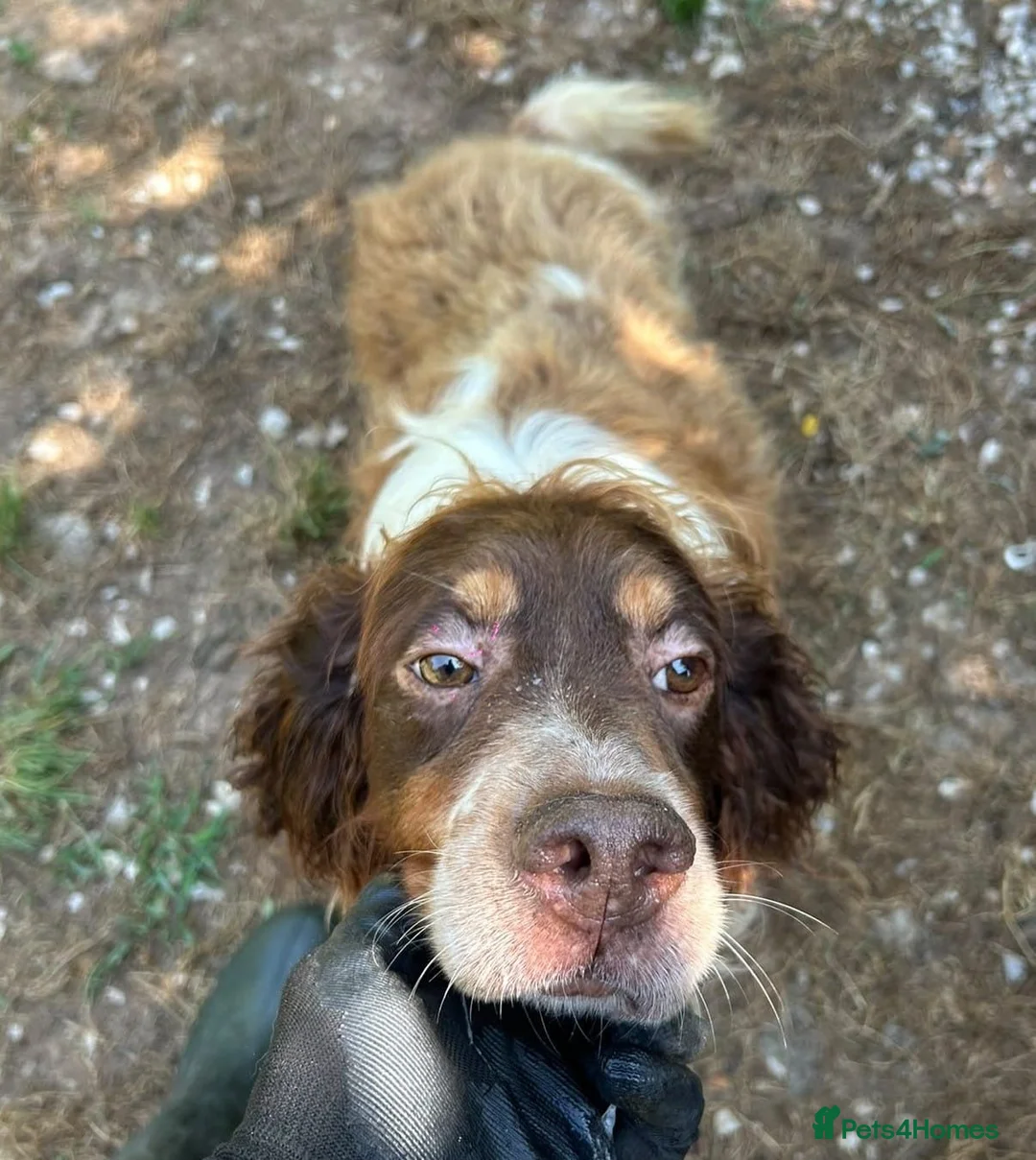 English Setter dogs for adoption: Luis  in Tonypandy - Advert 10
