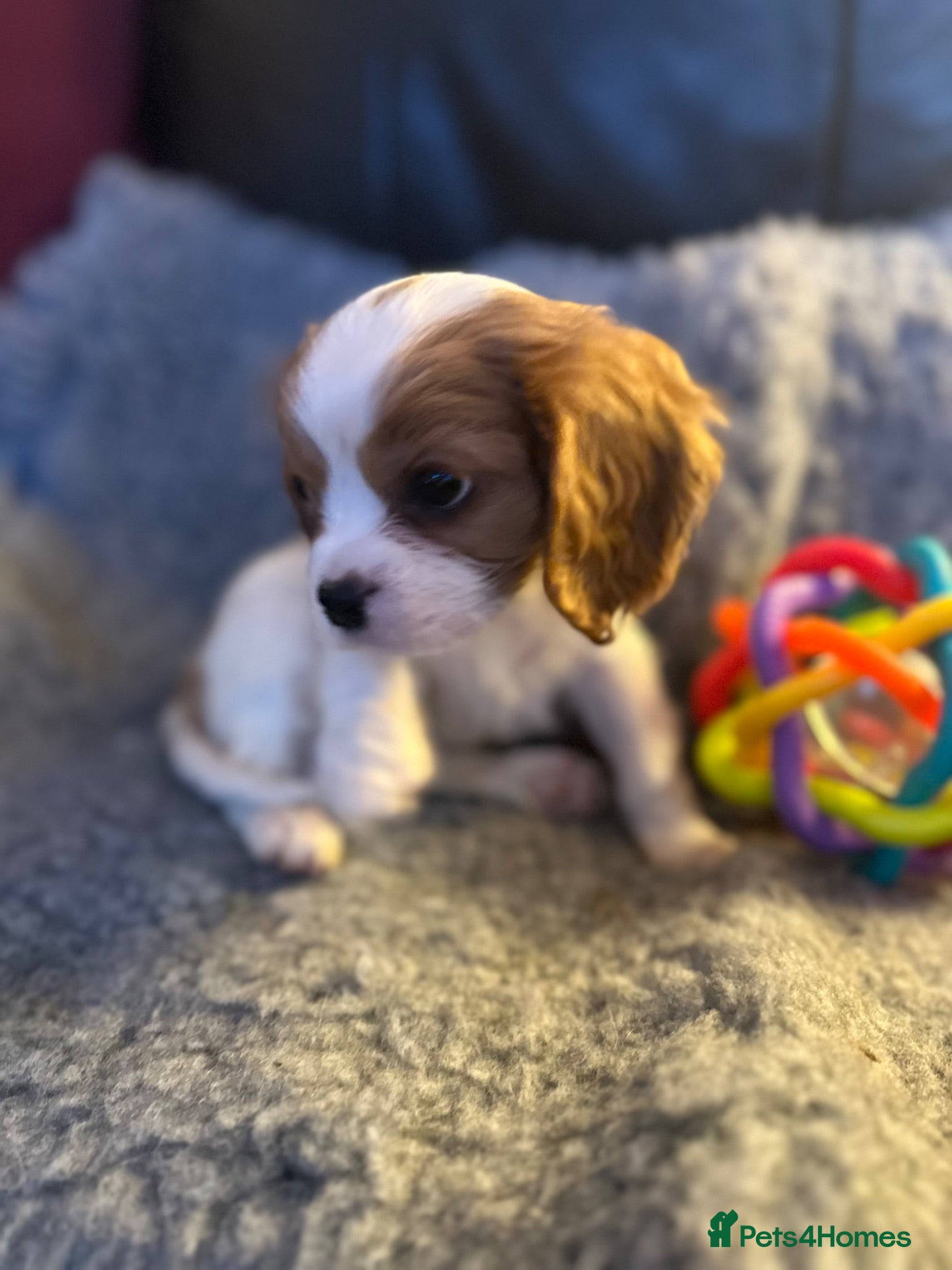 Cavalier King Charles Spaniel dogs FULLY vet health checked 1stJuly ALL PASSED  - Advert 8
