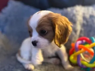 Cavalier King Charles Spaniel dogs FULLY vet health checked 1stJuly ALL PASSED - Advert 8