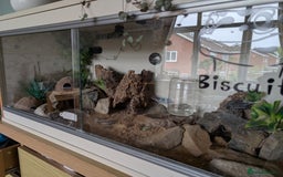 Leopard Gecko reptiles for sale: Leopard gecko female (6 years old) and set up  - Image 5