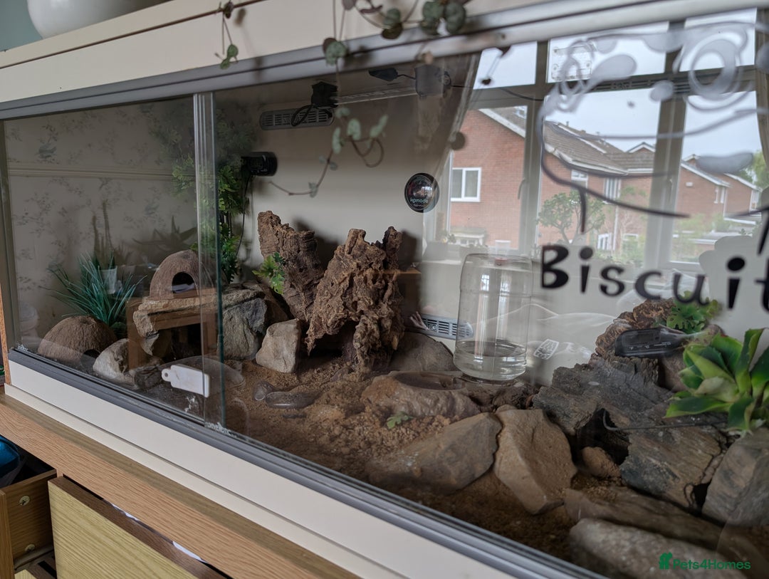 Leopard Gecko reptiles for sale: Leopard gecko female (6 years old) and set up  - Image 5
