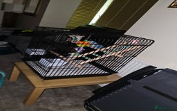 Lovebirds birds for sale: 3 x lovebirds for sale - Image 6